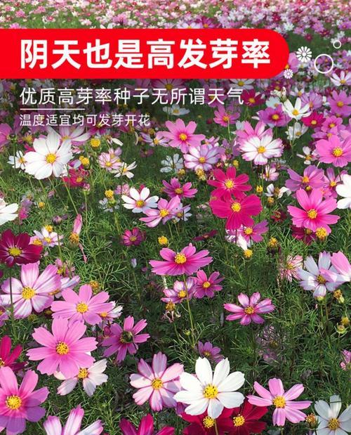 格桑花种子的毒性（了解格桑花种子是否有毒及其对人体的影响）