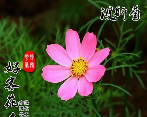 格桑花种子的毒性（了解格桑花种子是否有毒及其对人体的影响）