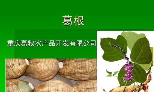 葛根高产优势与栽培技术探析（一亩地有多少斤葛根）