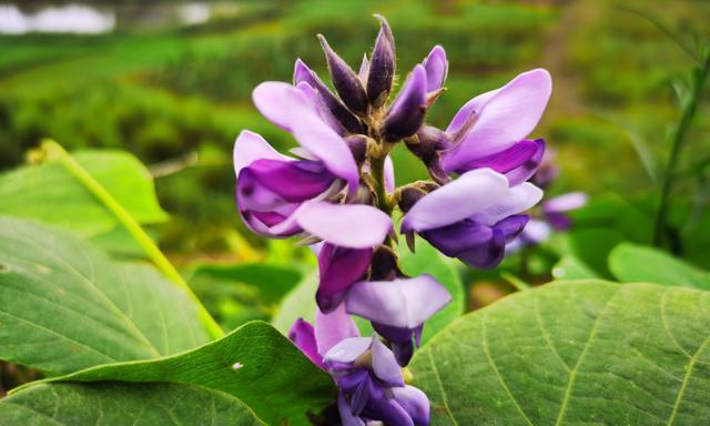 葛根开花结果的时间及特点（探究葛根开花结果的原因和影响）