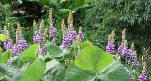 葛根开花特点及环境分析（了解葛根开花的过程和独特魅力）