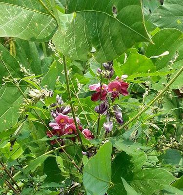 葛根开花的时间及特点（揭秘葛根开花的奥秘）