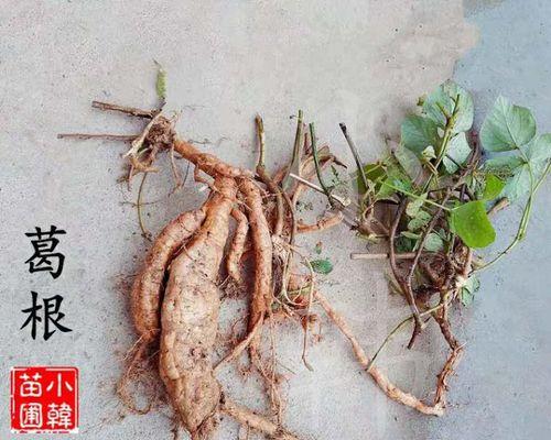 揭秘葛根，是碳水化合物还是不是（科学解析葛根的营养成分及其作用）