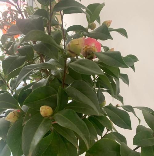 隔夜茶不仅可以喝，还可以浇花（探秘隔夜茶对花卉的益处与使用技巧）