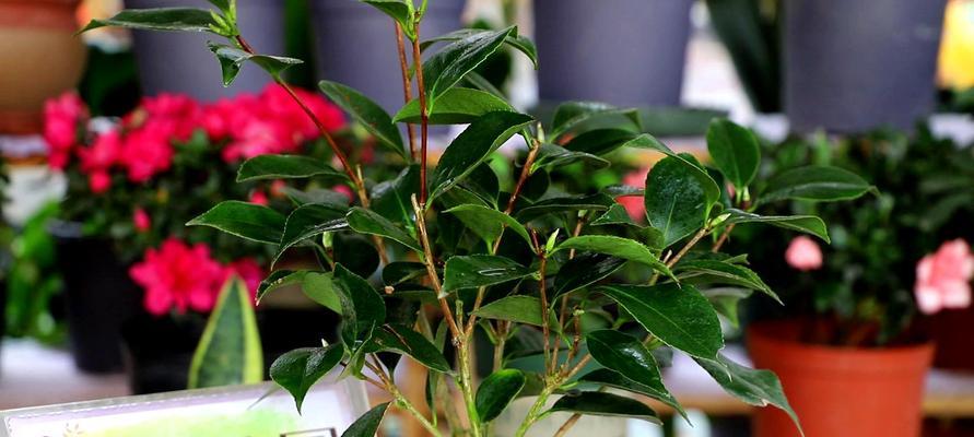 隔夜茶不仅可以喝，还可以浇花（探秘隔夜茶对花卉的益处与使用技巧）