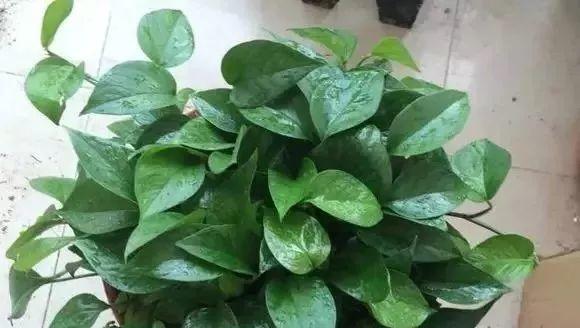 隔夜茶水能否用来浇花（探究隔夜茶水对植物的影响与使用技巧）