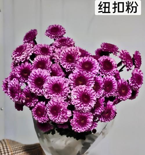 小雏菊的寓意与传承（深入解读小雏菊的美丽与坚韧）
