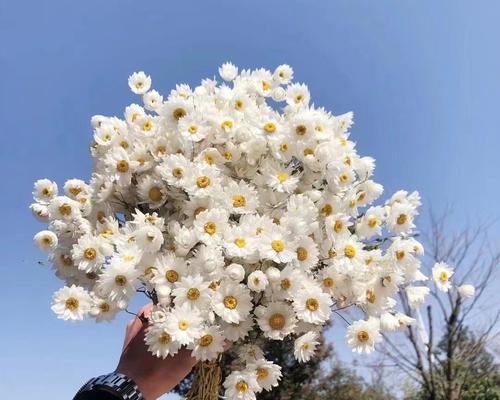 小雏菊的寓意与传承（深入解读小雏菊的美丽与坚韧）