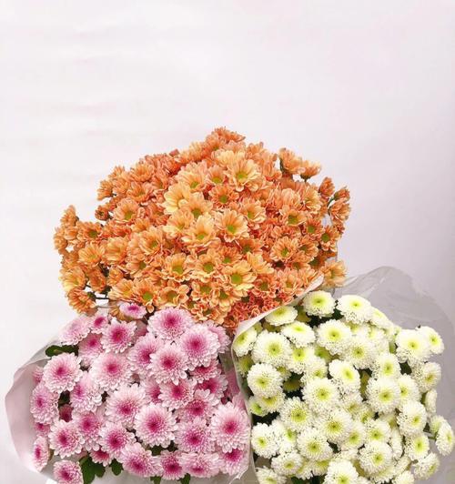 雏菊花的花语与寓意(探索雏菊花的深刻含义)