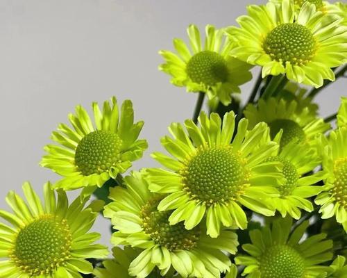 小雏菊花语的意义与传承（探索小雏菊的花语之美）