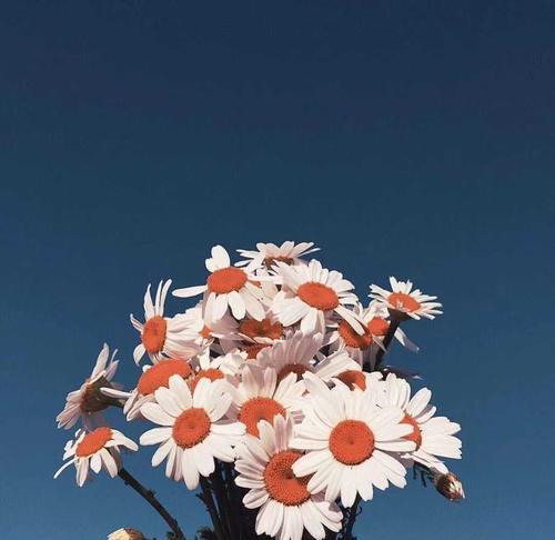 小雏菊的花语与意义（揭示小雏菊的十五种花语）
