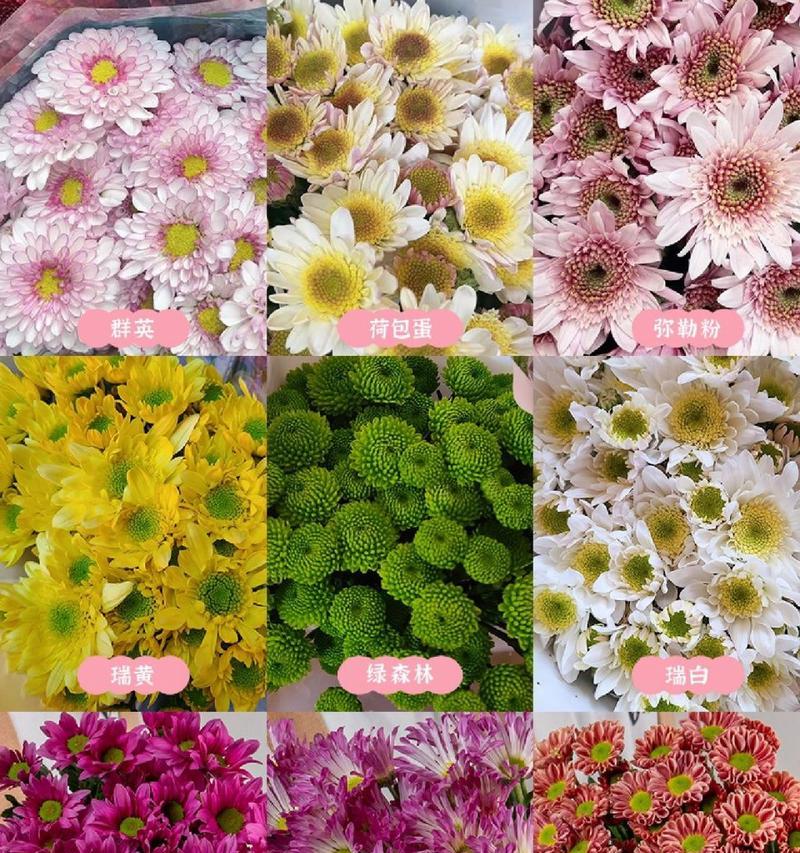 雏菊花语（一朵小小的雏菊）