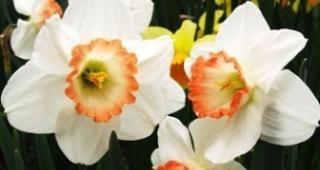 探寻纯白水仙花的花语之美（传递纯洁与祝福的花海中的使者）