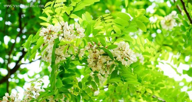 刺槐花语的寓意与象征（探秘刺槐花语的深层含义）