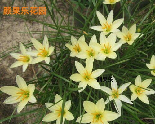 葱兰花——盛开的希望（传递爱与勇气的花语）
