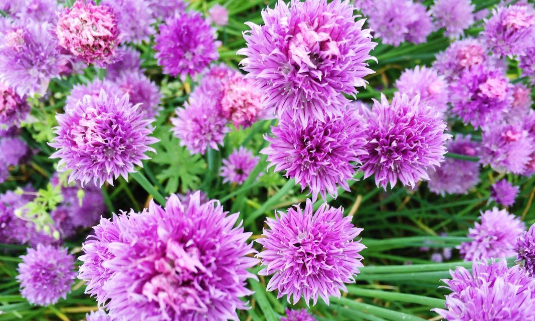 翠菊花语的含义与魅力（探寻翠菊的深意）