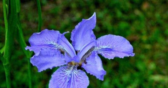 大扁竹兰的花语——繁荣与希望（探索大扁竹兰的花语和象征意义）