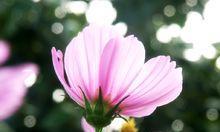 大波斯菊花语——美丽与祝福的传递（绽放于花海中的神秘之语）
