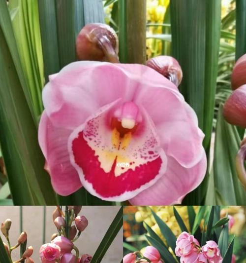 大花蕙兰的花语与寓意（探寻大花蕙兰背后的隐含情感）