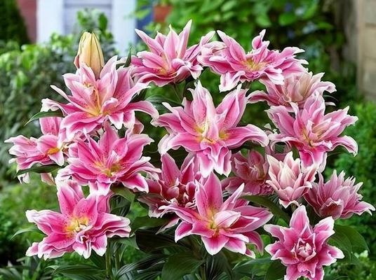 春天之花（探寻春天花海的奇妙世界）