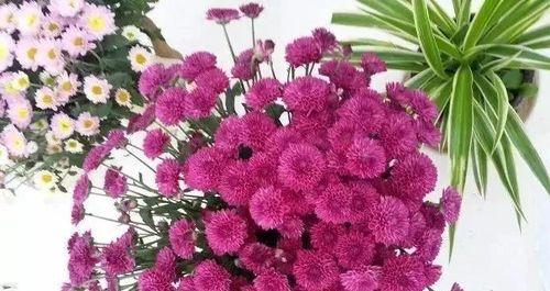 高冷孤傲的花之美(探寻花世界中高冷孤傲的代表者)