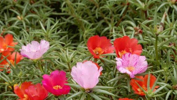 盛夏之花（夏季必看！15种代表夏天的花）