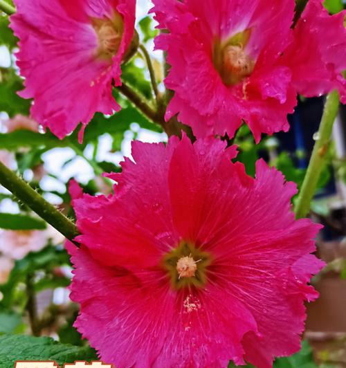 盛夏之花（夏季必看！15种代表夏天的花）
