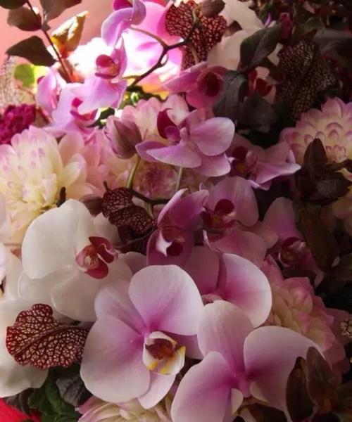 友情之花（以花花为主角的友情故事）
