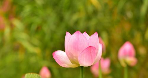 友情之花（以花花为主角的友情故事）