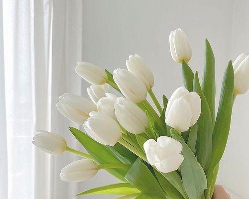 友情之花（以花花为主角的友情故事）