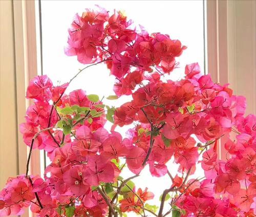 友谊之花（探索友谊与自然之间的美好纽带）