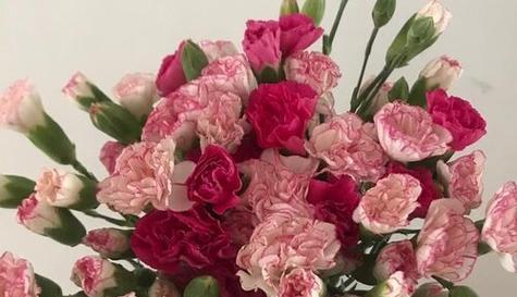 友谊的花（以代表友谊的花为主题）