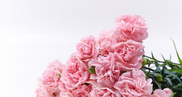 以代表友谊的花送什么（用花语传递友谊的真情）