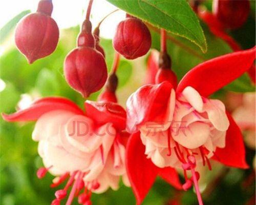 倒挂金钟花的花语与意义（探寻倒挂金钟花的美与内涵）