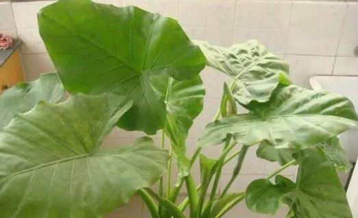 滴水观音花语的象征与寓意（传承千年的佛教花卉）