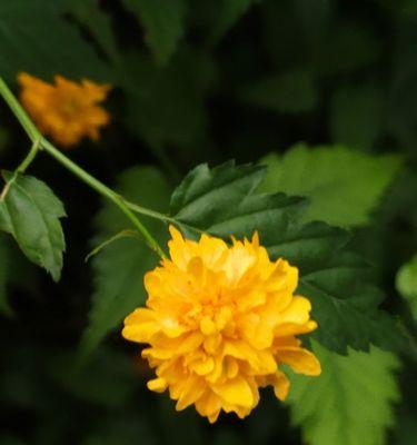 棣棠花的花语与含义（探寻棣棠花背后的深意）
