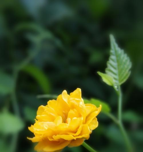 棣棠花的花语与含义（探寻棣棠花背后的深意）