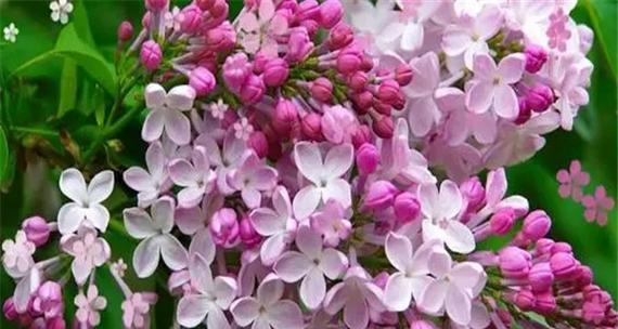 丁香花的寓意与花语（了解丁香花的深刻内涵）
