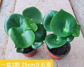 绿色希望（探索大自然的宝藏）