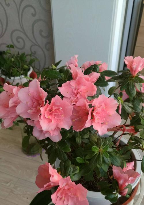 杜鹃花的花语与寓意（探秘杜鹃花的丰富内涵）