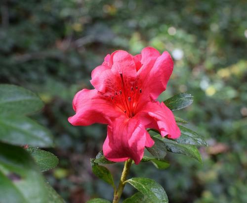 杜鹃的花语象征与寓意（花开如画）