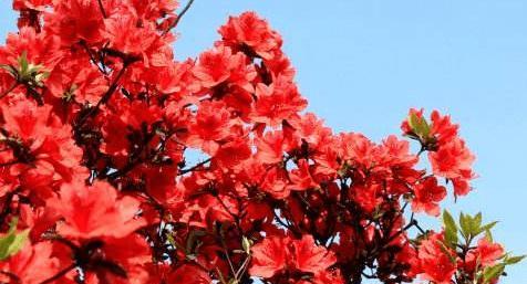 杜鹃花的象征意义及文化内涵（鲜花中的傲视者——杜鹃花）