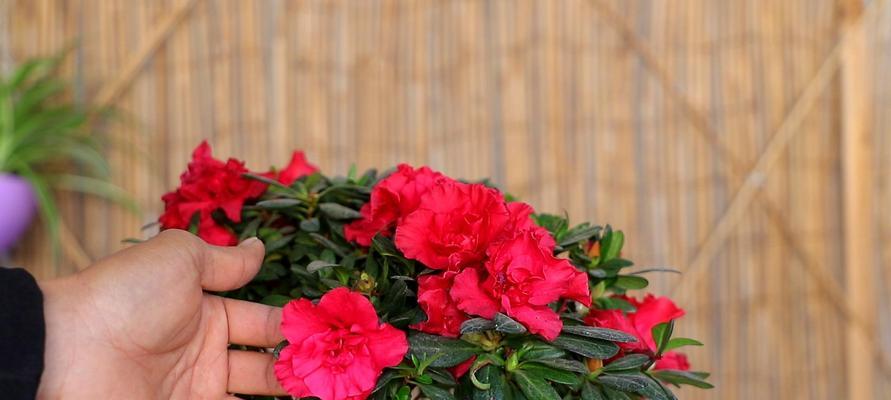 杜鹃花的象征意义及文化内涵（鲜花中的傲视者——杜鹃花）