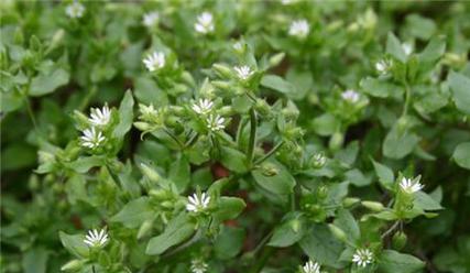 繁缕花之语（深情表达与无尽爱恋——繁缕花的花语和意义）
