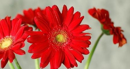 非洲菊的花语和寓意（探索非洲菊的寓意与象征）