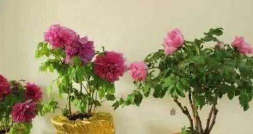以分株繁殖的美妙之道（解锁植物世界的无限生机）