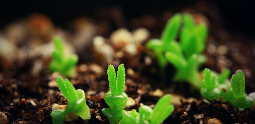 以分株繁殖的美妙之道（解锁植物世界的无限生机）