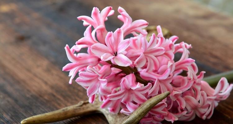 粉色风信子的花语（温柔与爱意的象征）