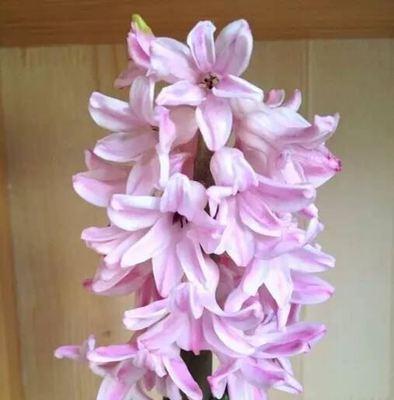 粉色风信子的花语（温柔与爱意的象征）