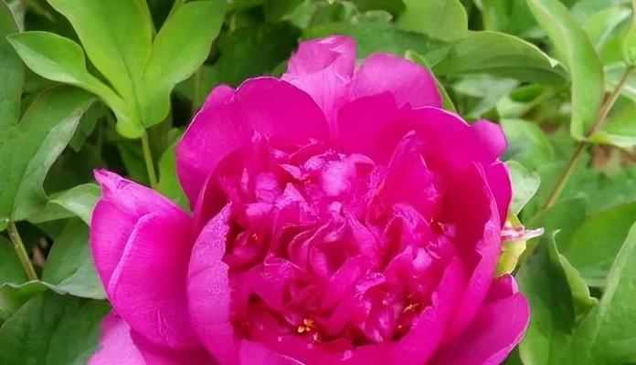粉色牡丹花（绽放在世界上的粉色梦境）
